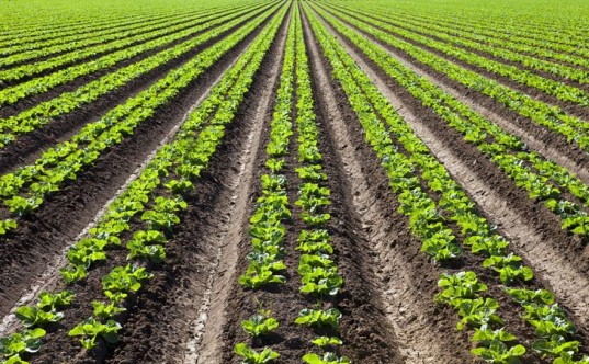 Food crop rows