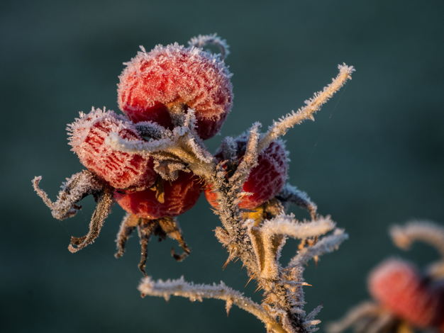 Frosted rosehip