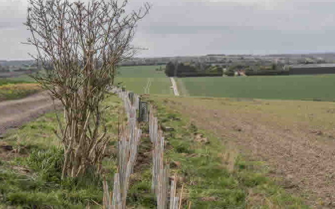 wildlife corridor hedge